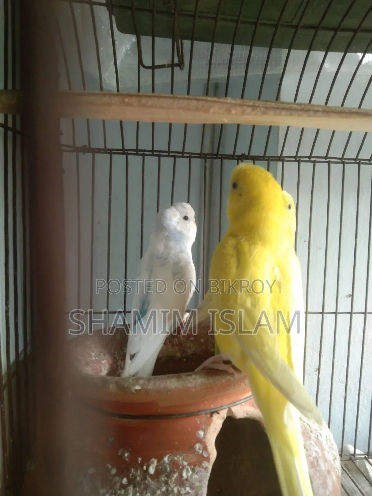 Adult Budgie Pair