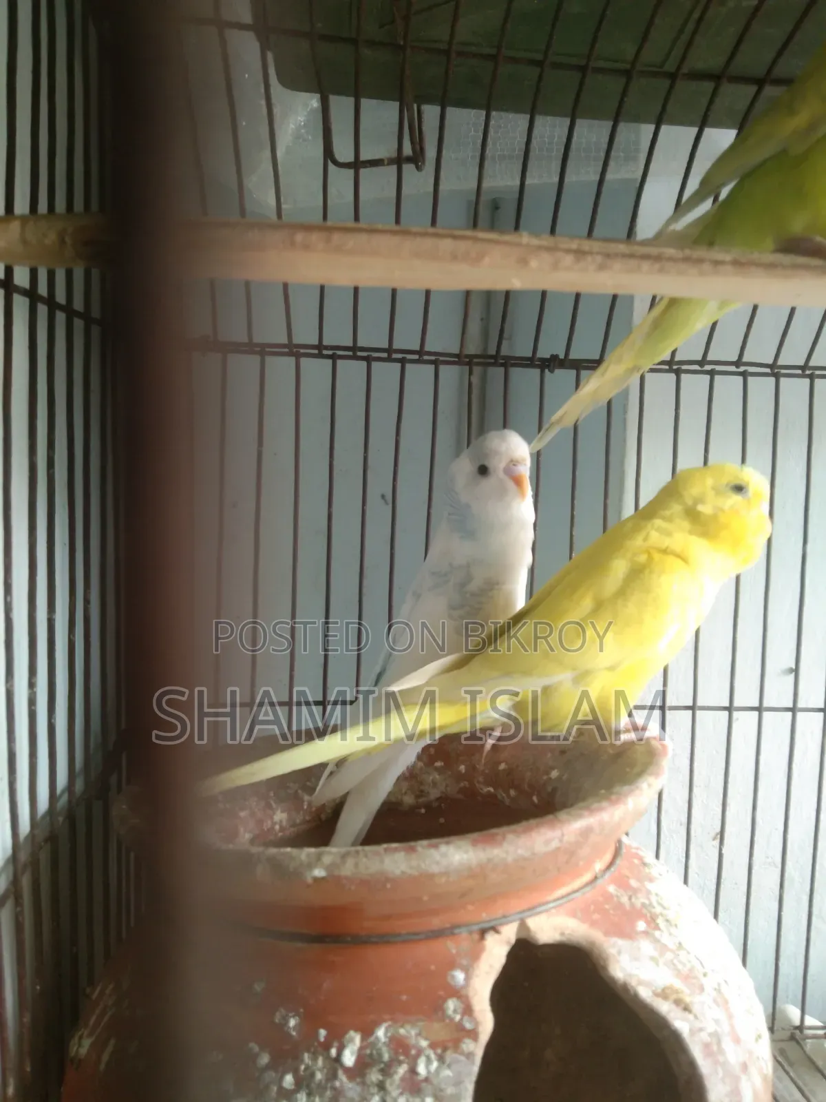 Adult Budgie Pair