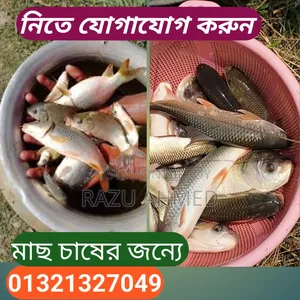 মাছ বিক্রি হবে