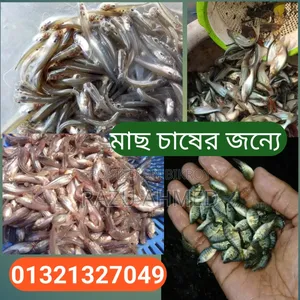 Fish for sale