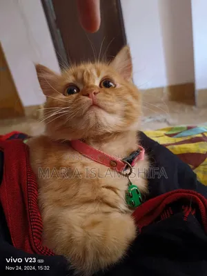 1+ Year Female Purebred Persian