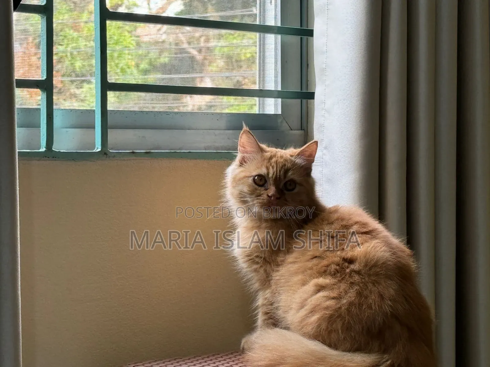 1+ Year Female Purebred Persian