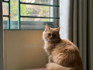 1+ Year Female Purebred Persian