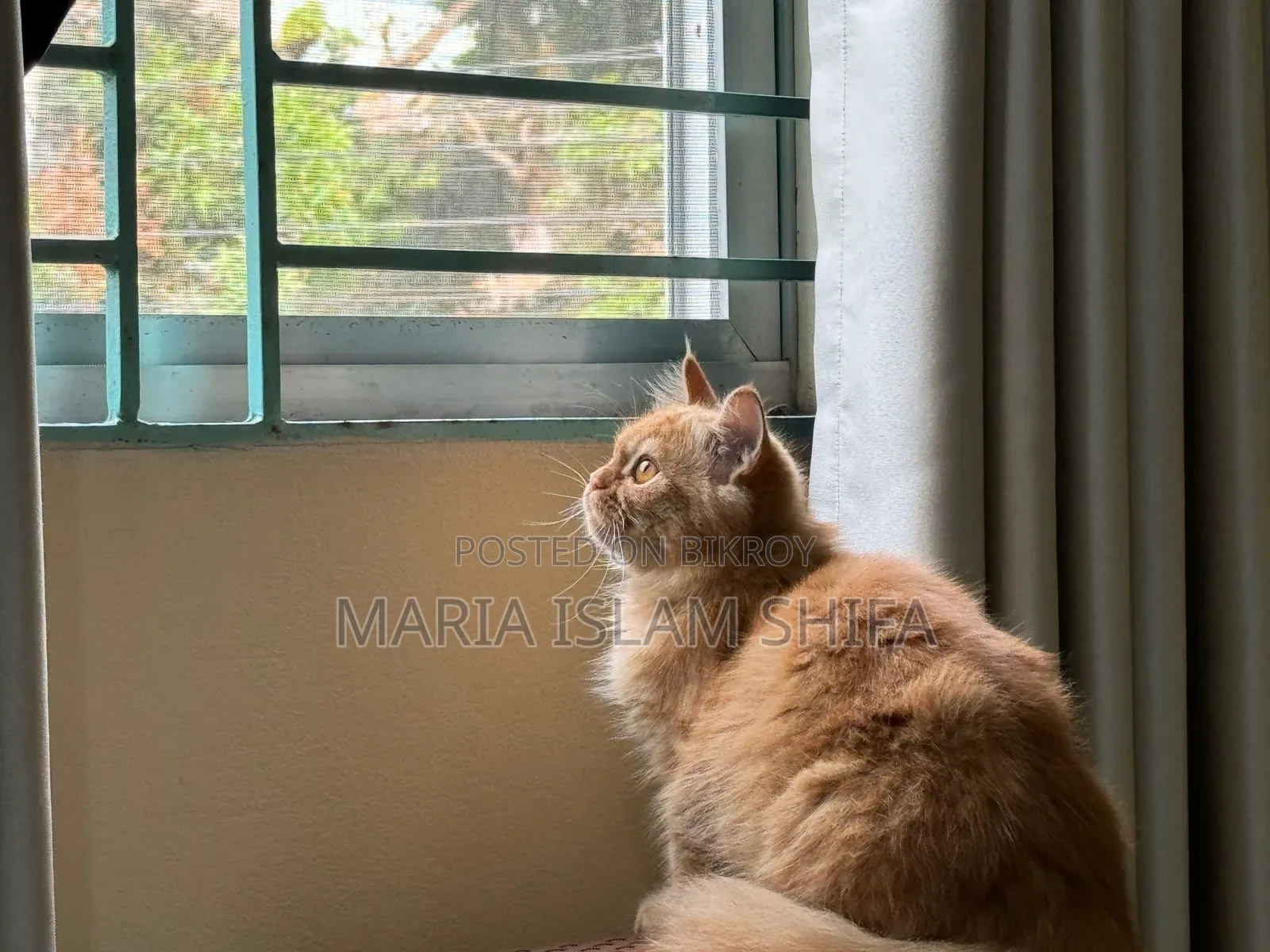 1+ Year Female Purebred Persian