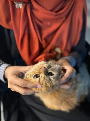 1+ Year Female Purebred Persian