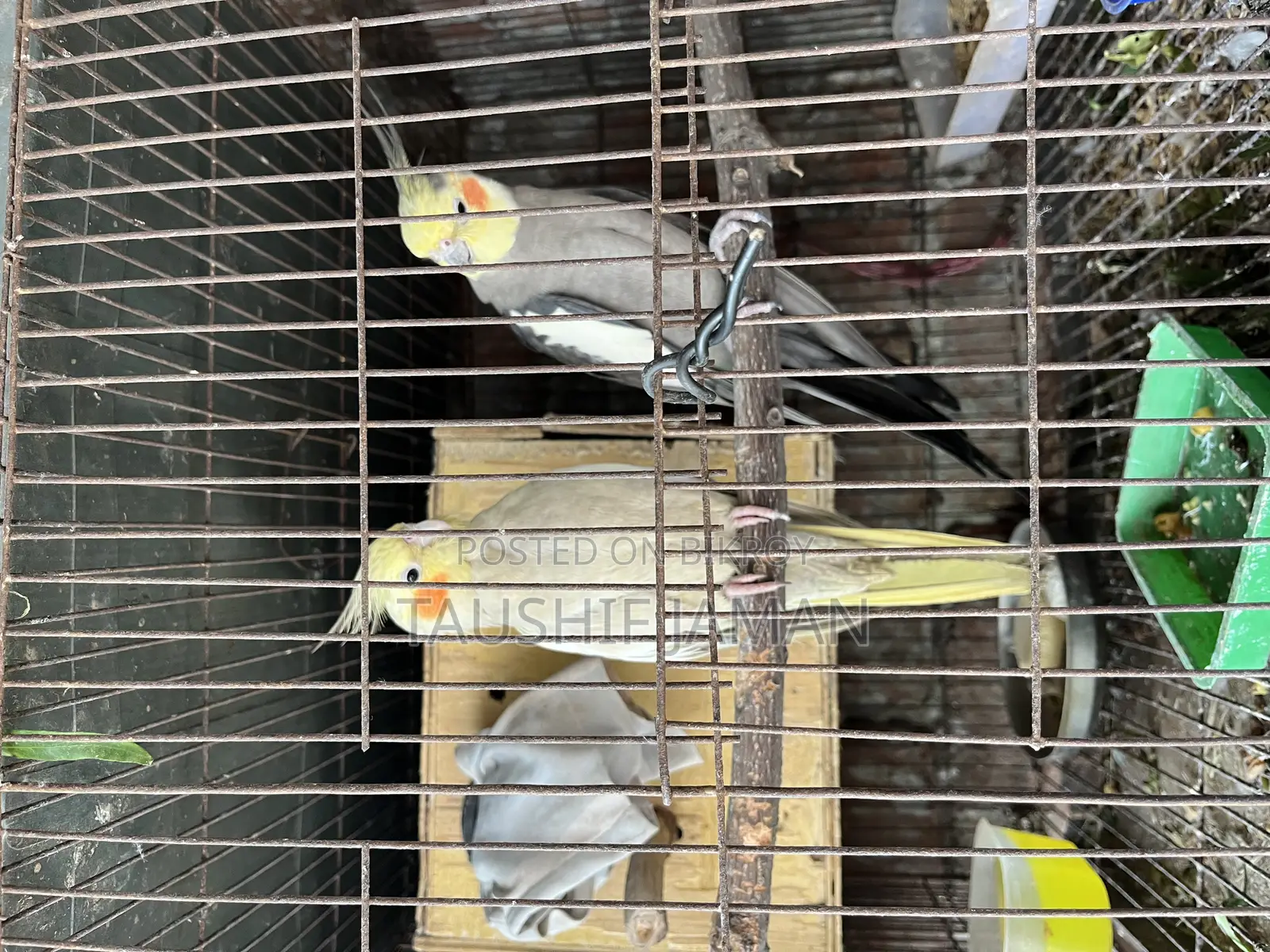 এক জোরা রানিং কোকাটেল বিক্রি করা হবে