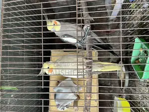এক জোরা রানিং কোকাটেল বিক্রি করা হবে