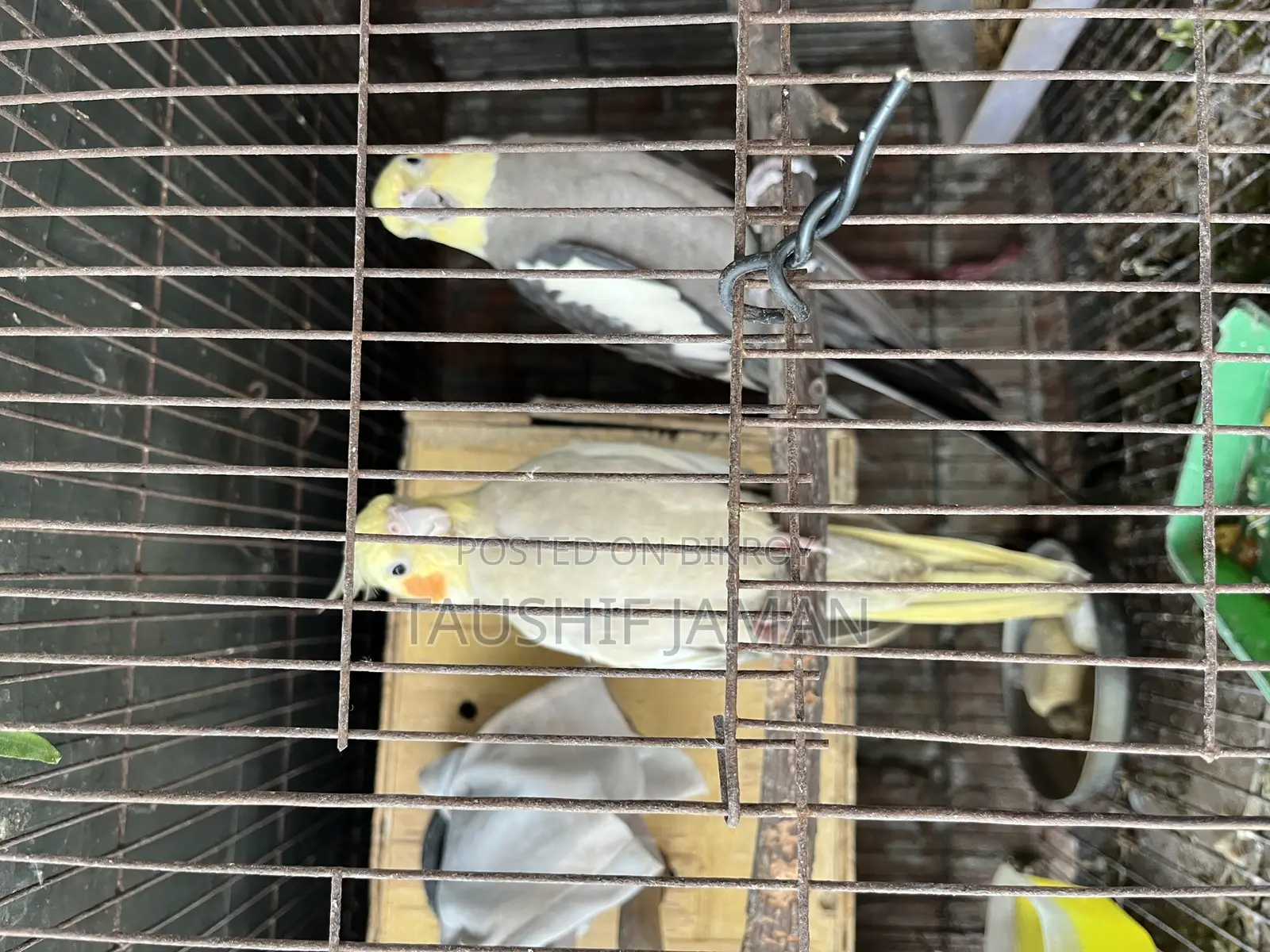 এক জোরা রানিং কোকাটেল বিক্রি করা হবে
