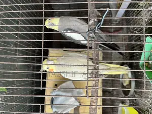এক জোরা রানিং কোকাটেল বিক্রি করা হবে