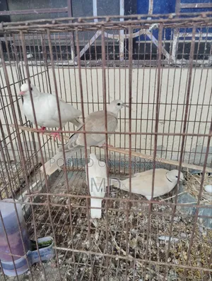 Dove bird Australian dove 3 pairs
