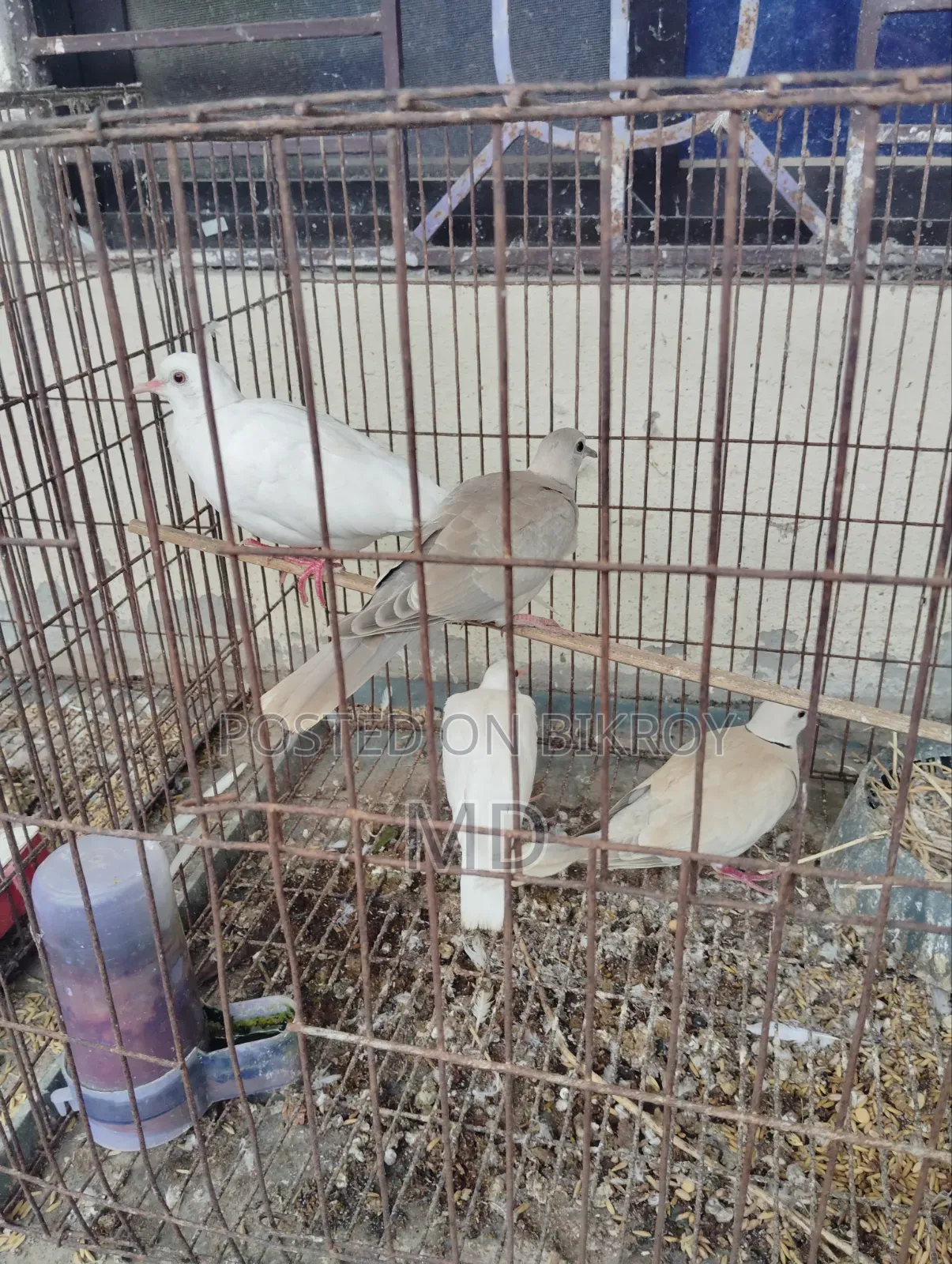 Dove bird Australian dove 3 pairs