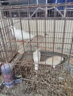 Dove bird Australian dove 3 pairs