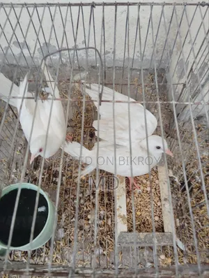 Dove bird Australian dove 3 pairs