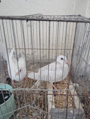 Dove bird Australian dove 3 pairs