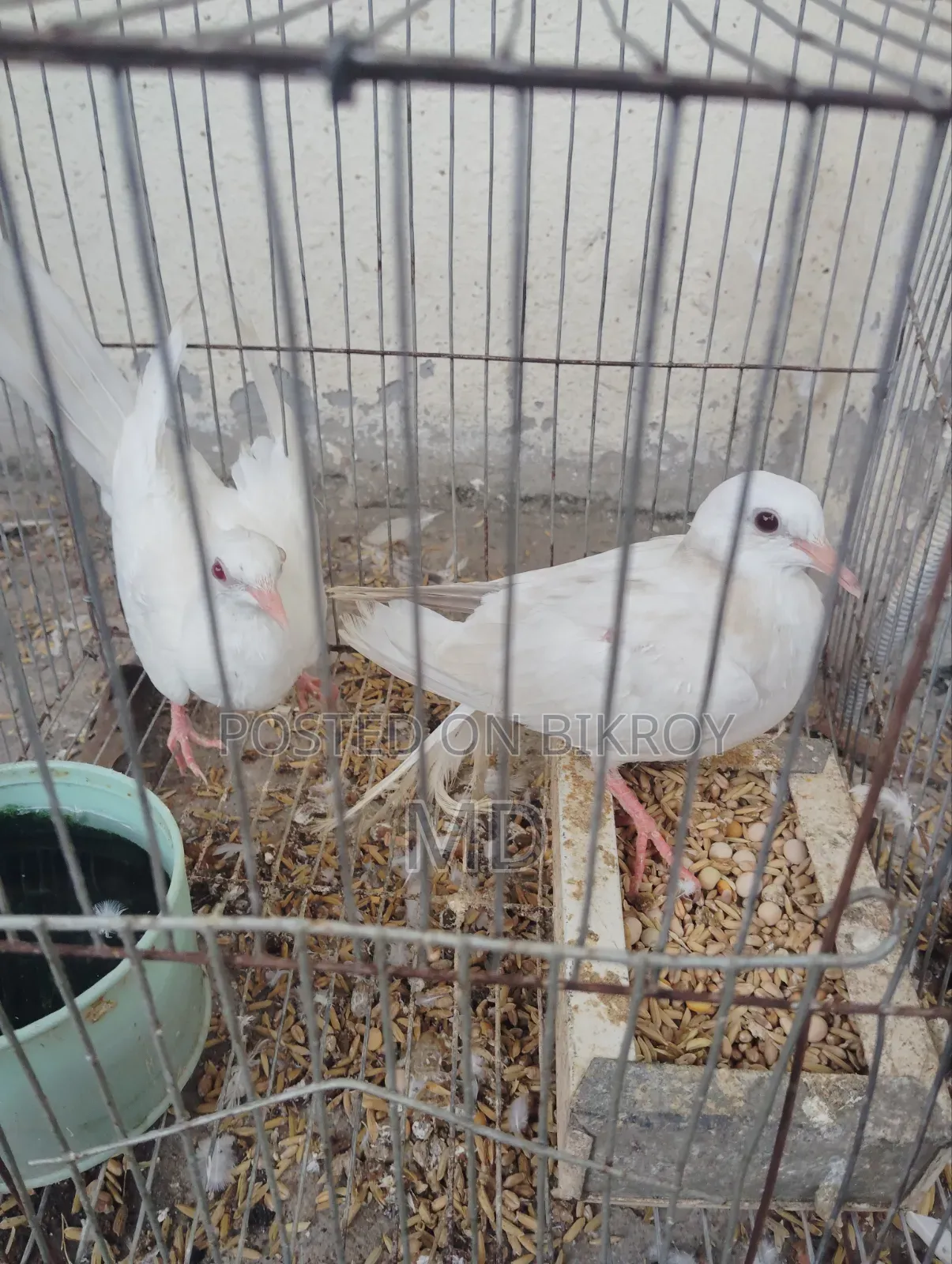 Dove bird Australian dove 3 pairs
