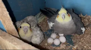 এক জোরা রানিং কোকাটেল বিক্রি করা হবে