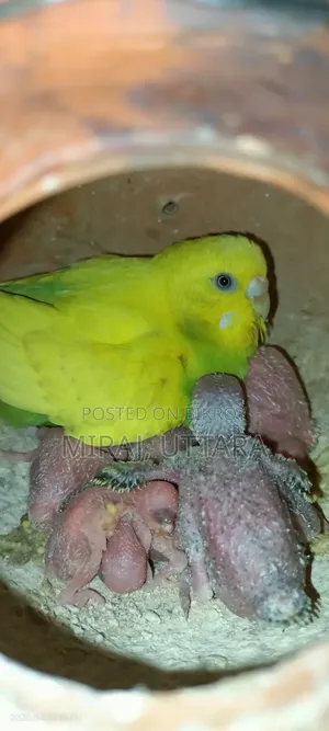Budgerigar Bird Sale