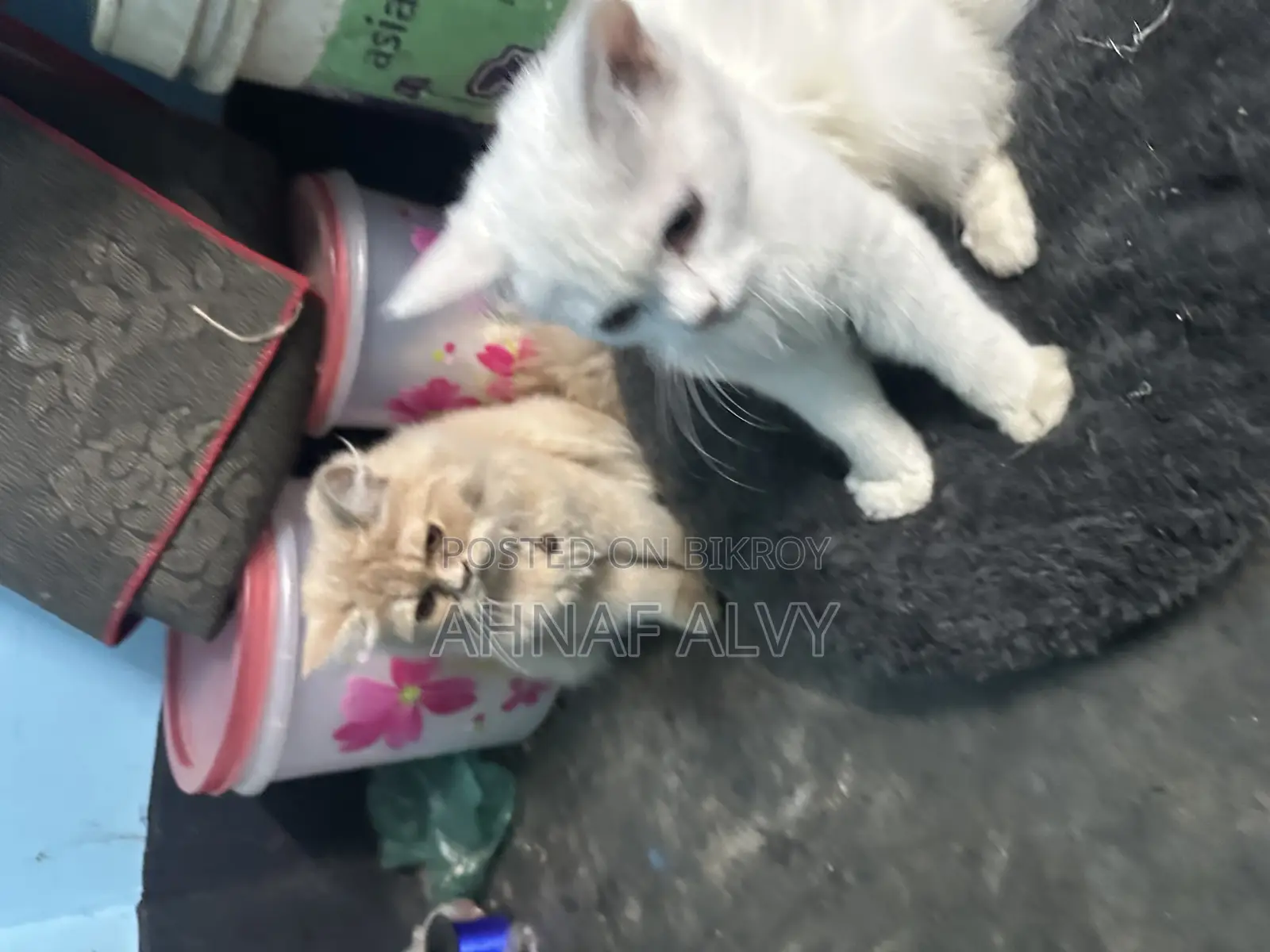 ১-৩ মাস বয়সী খাঁটি পার্সিয়ান বিড়াল