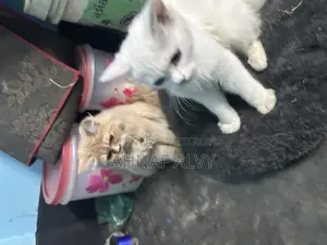 ১-৩ মাস বয়সী খাঁটি পার্সিয়ান বিড়াল
