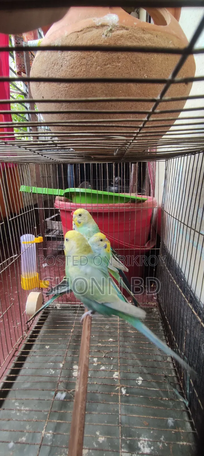2 Pairs Running Rainbow Budgies
