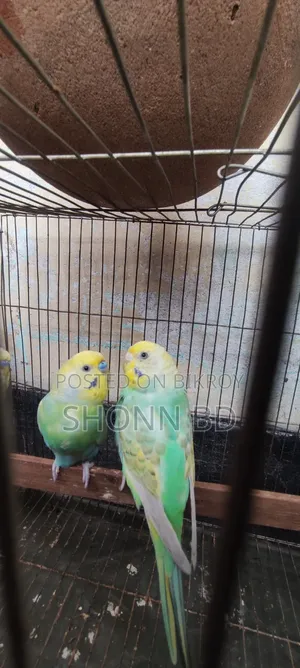 2 Pairs Running Rainbow Budgies