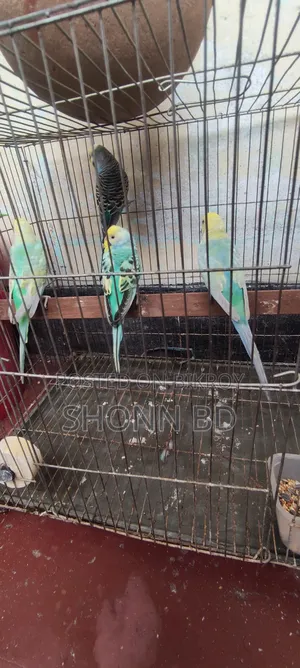 2 Pairs Running Rainbow Budgies
