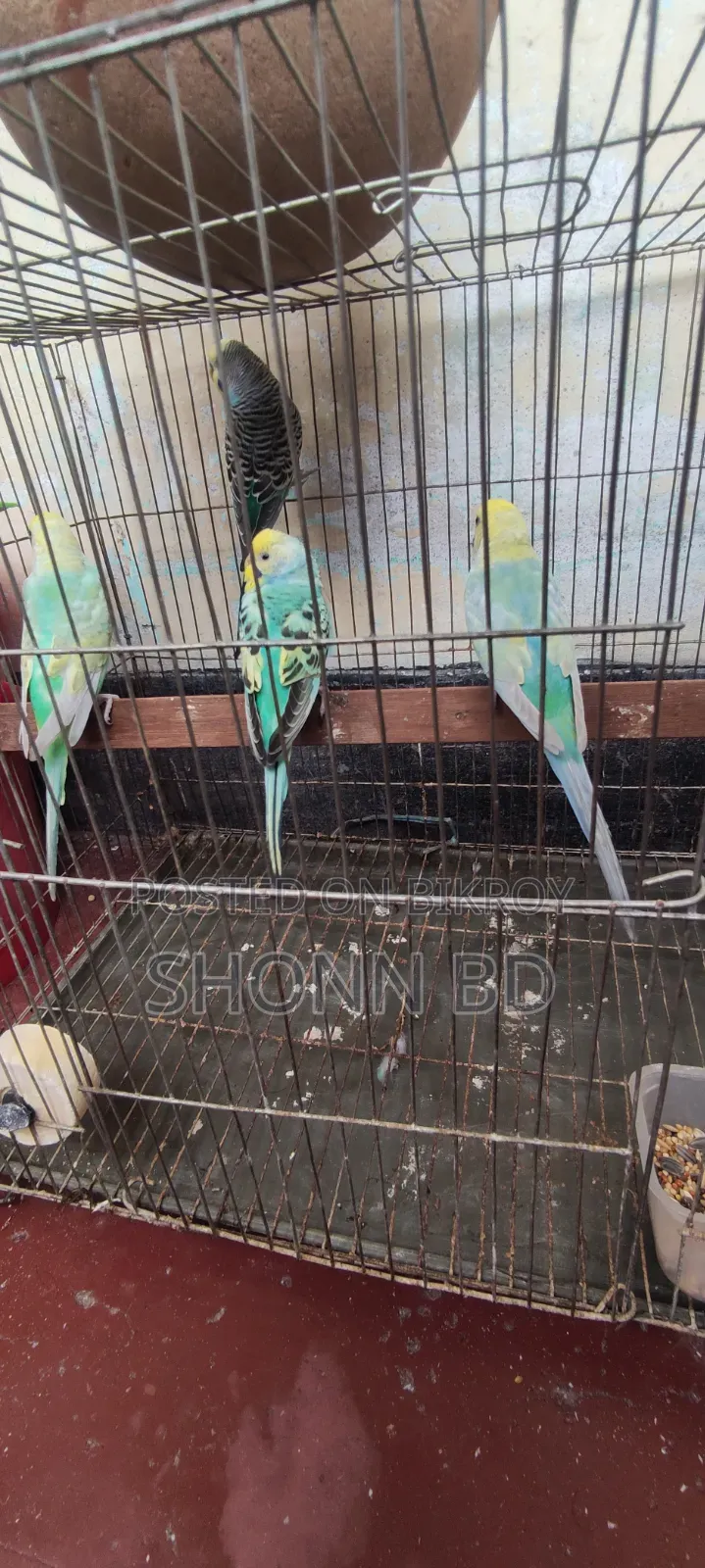 2 Pairs Running Rainbow Budgies