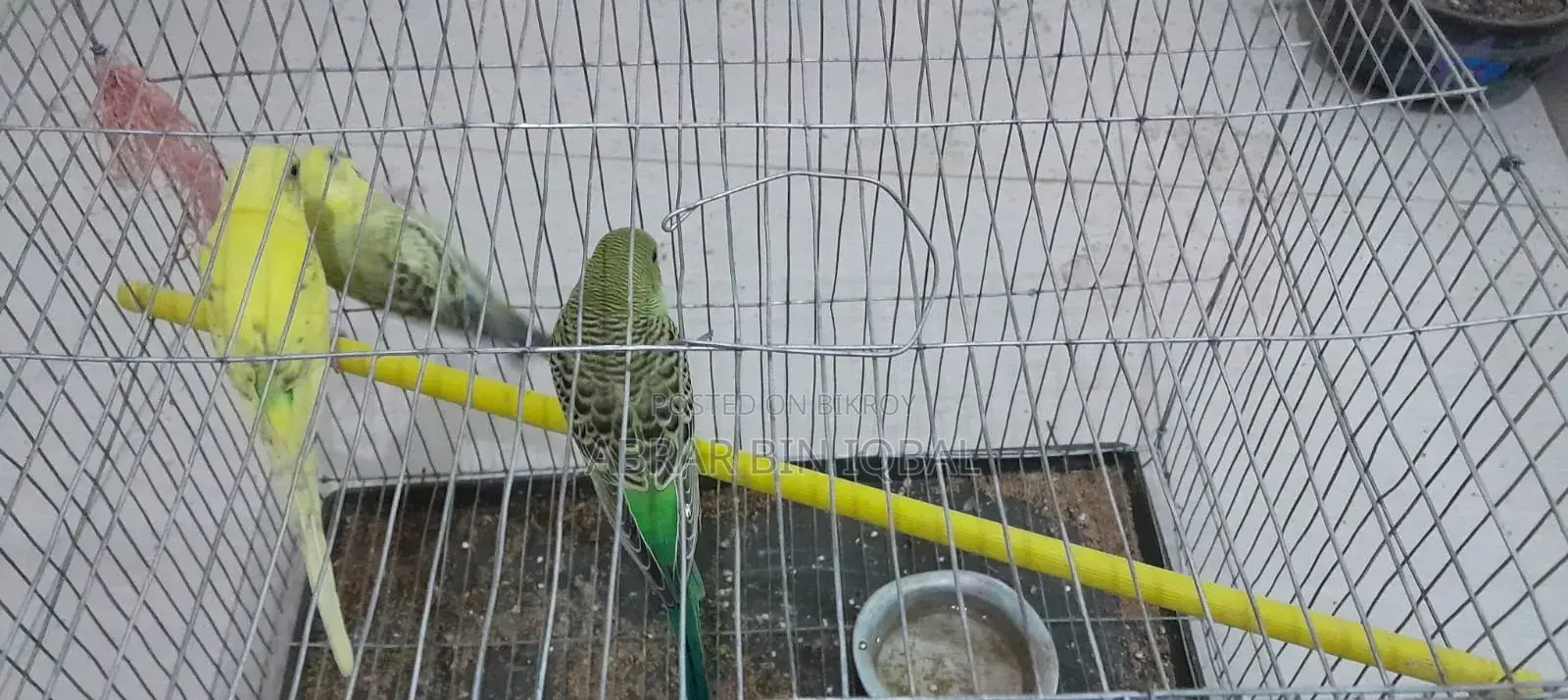 বাজরিগার পাখি