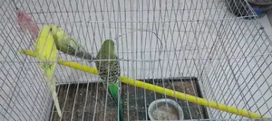 বাজরিগার পাখি