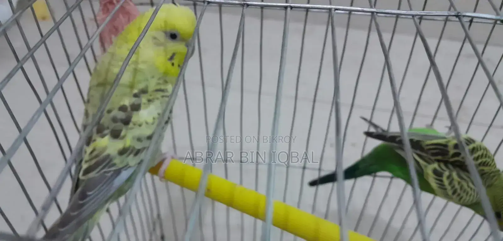 বাজরিগার পাখি