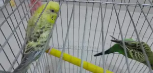 বাজরিগার পাখি