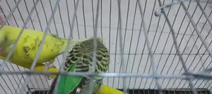 বাজরিগার পাখি