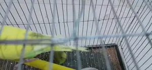 বাজরিগার পাখি