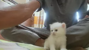 0-1 Month Female Purebred Persian