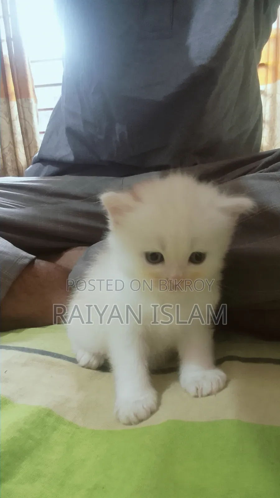 0-1 Month Female Purebred Persian