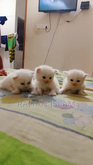 0-1 Month Female Purebred Persian
