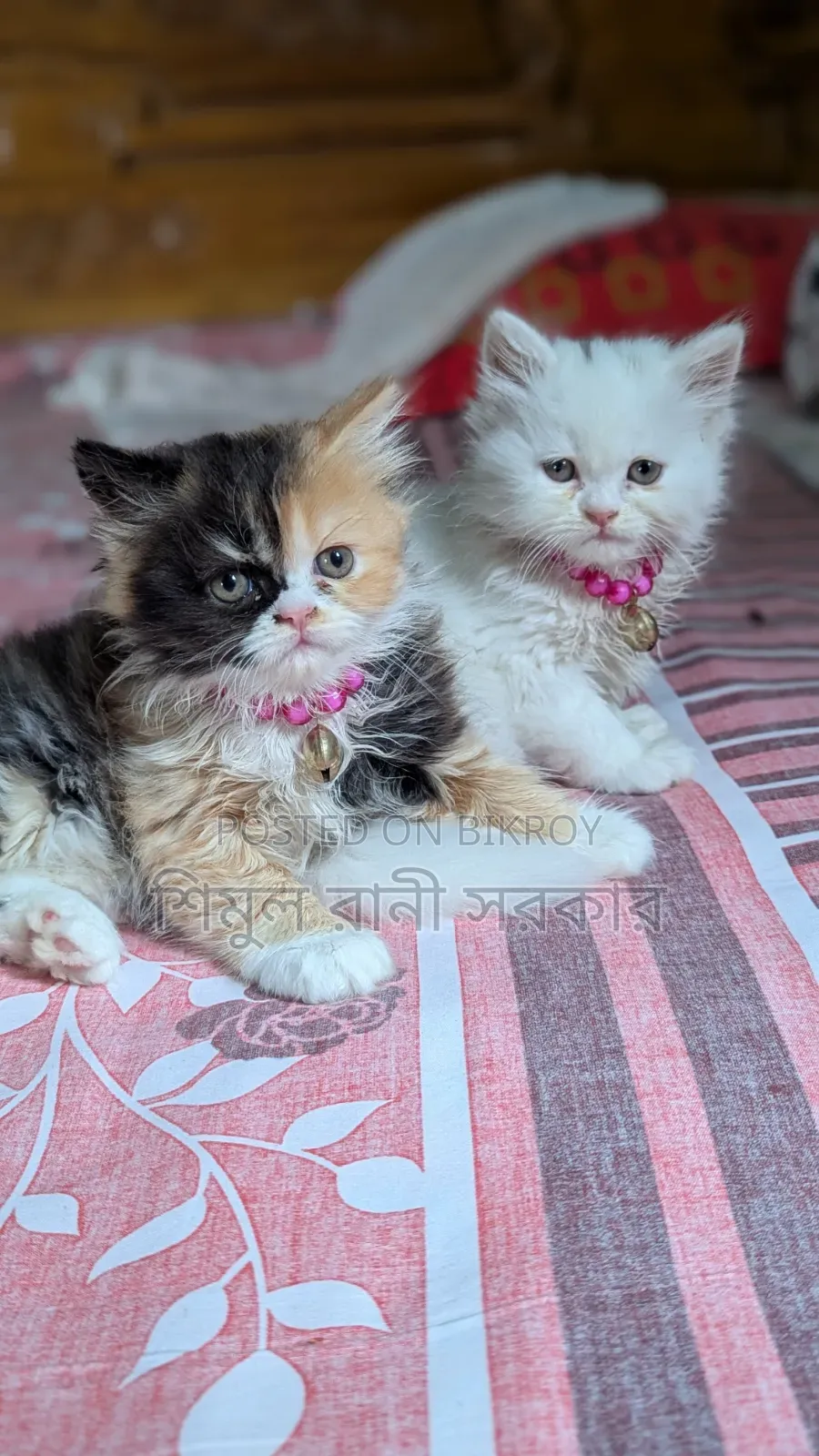 1-3 Months Female Purebred Persian