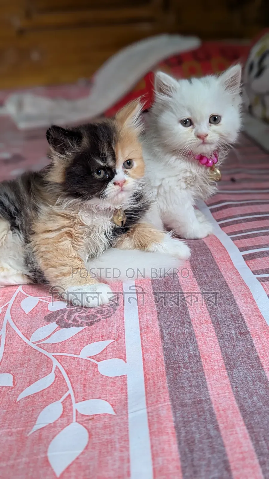 1-3 Months Female Purebred Persian