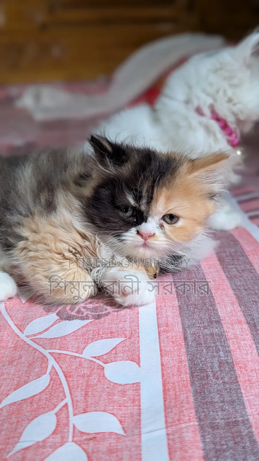 1-3 Months Female Purebred Persian