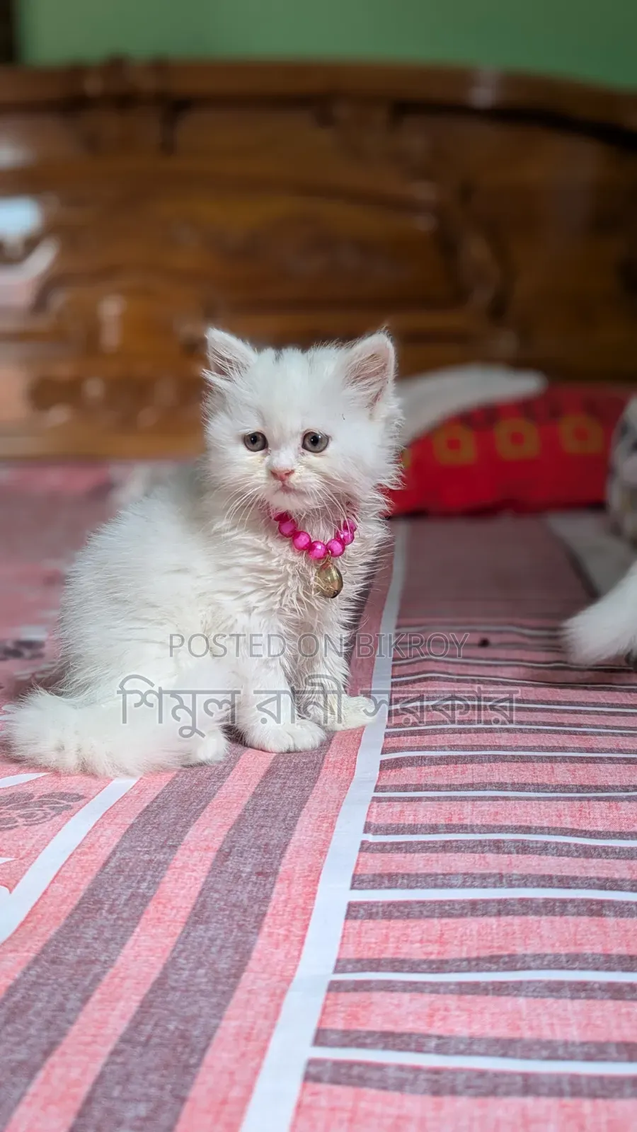 1-3 Months Female Purebred Persian