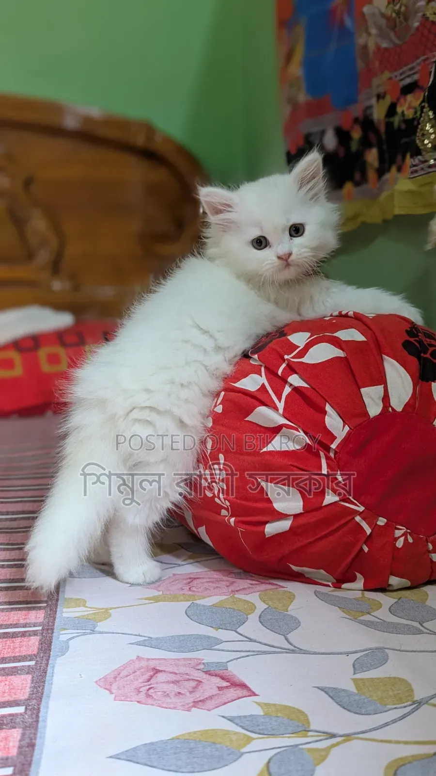 1-3 Months Female Purebred Persian