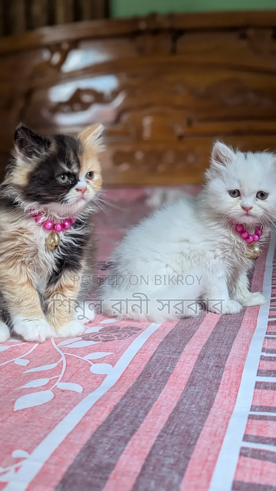 1-3 Months Female Purebred Persian