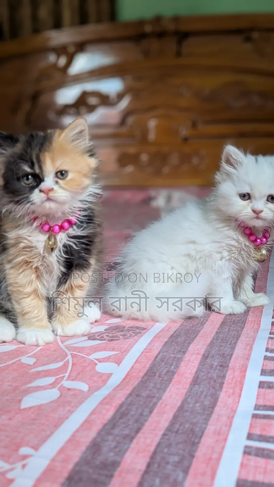 1-3 Months Female Purebred Persian