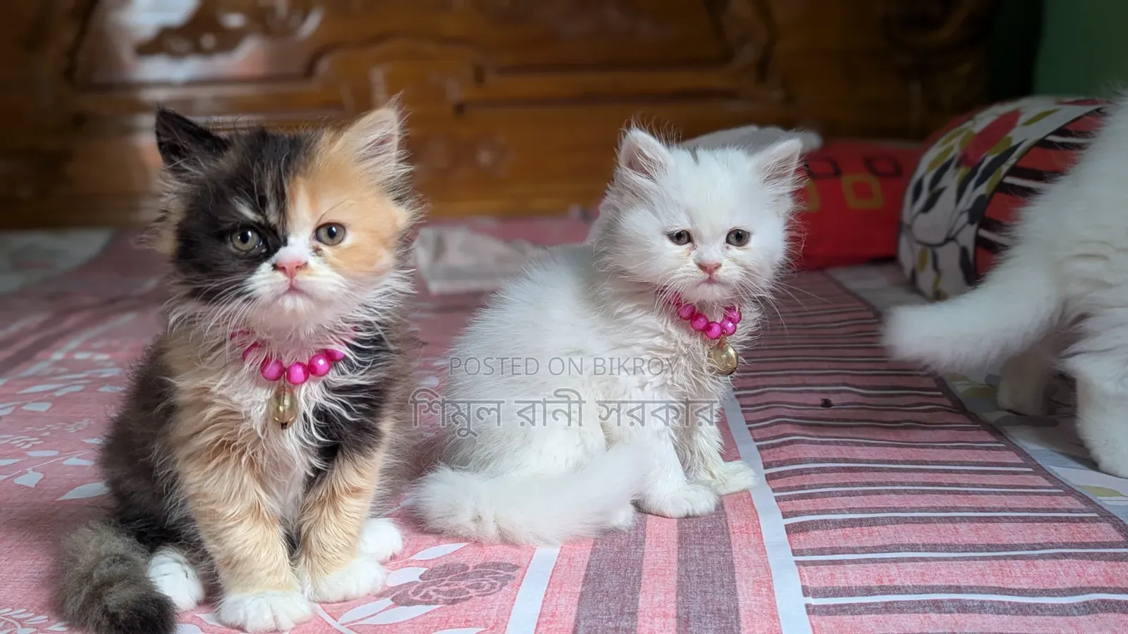 1-3 Months Female Purebred Persian