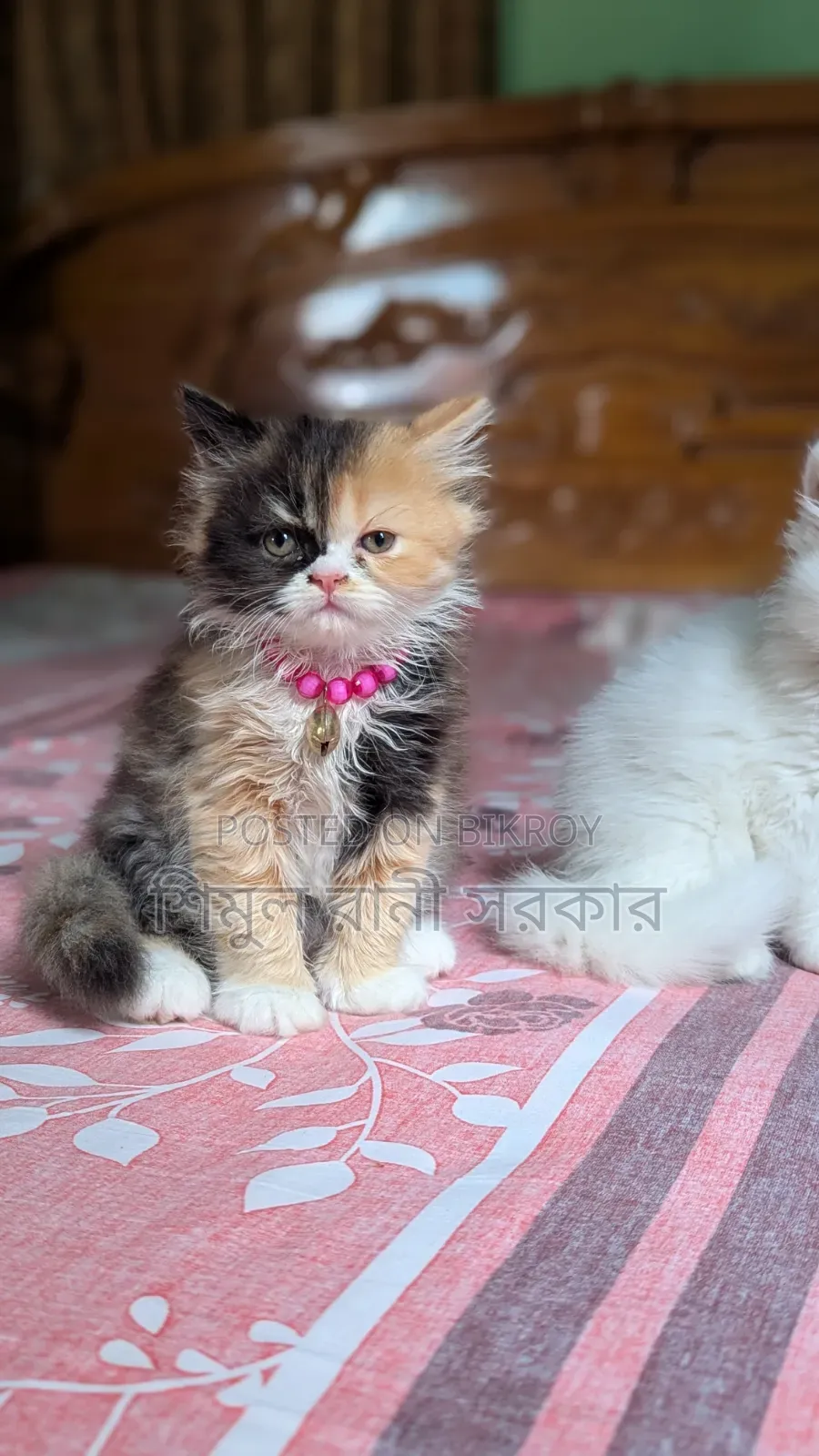 1-3 Months Female Purebred Persian