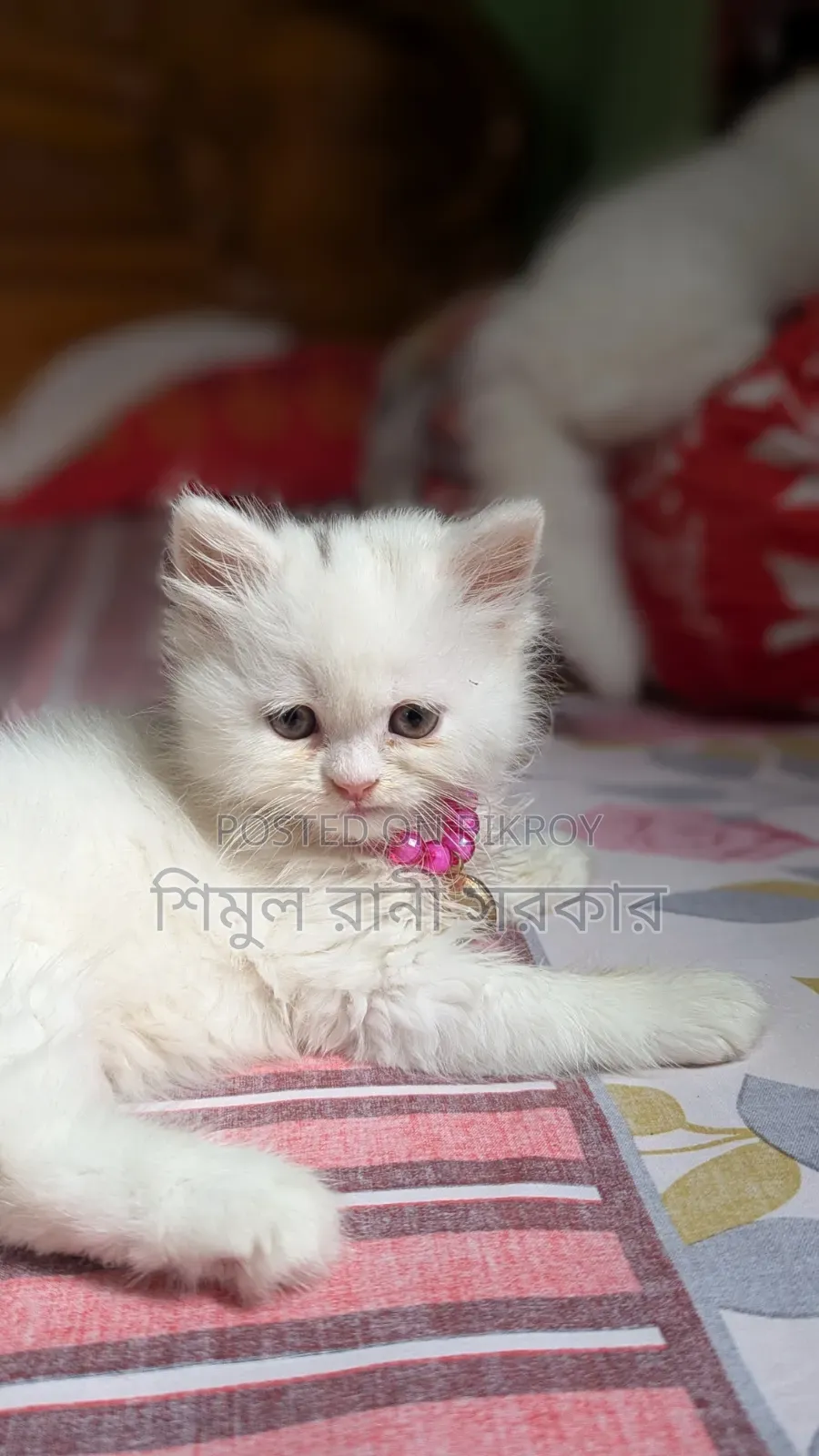 1-3 Months Female Purebred Persian