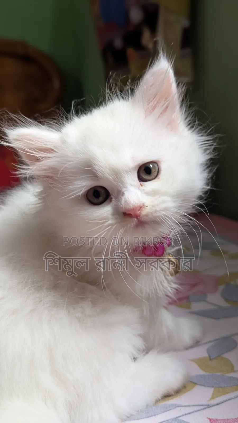1-3 Months Female Purebred Persian