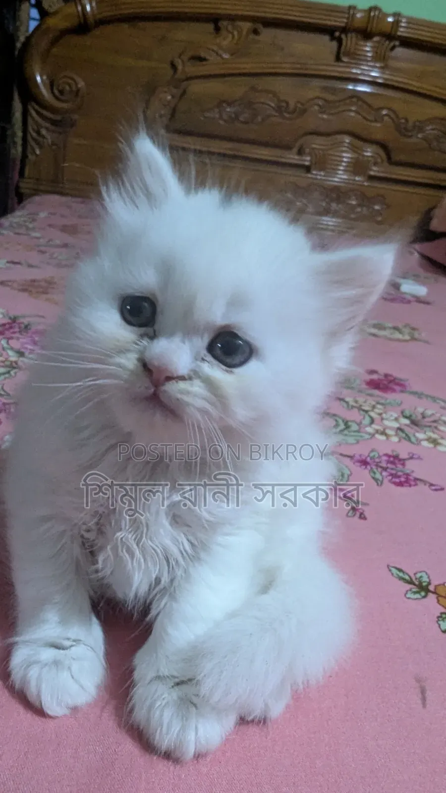 1-3 Months Female Purebred Persian