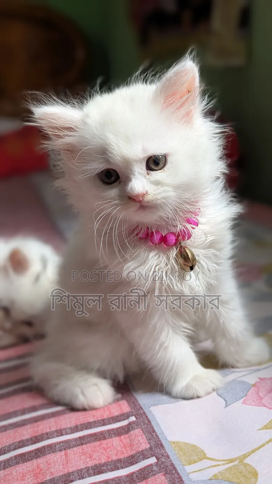 1-3 Months Female Purebred Persian