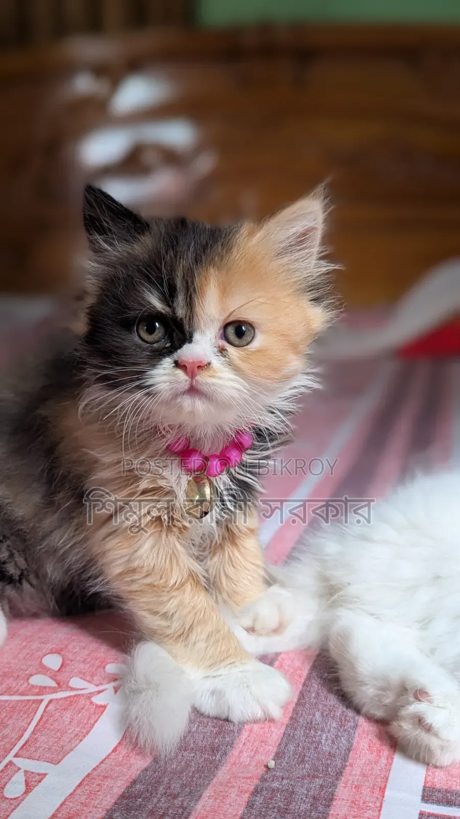 1-3 Months Female Purebred Persian